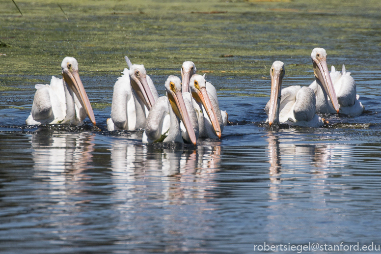 emily renzel wetlands